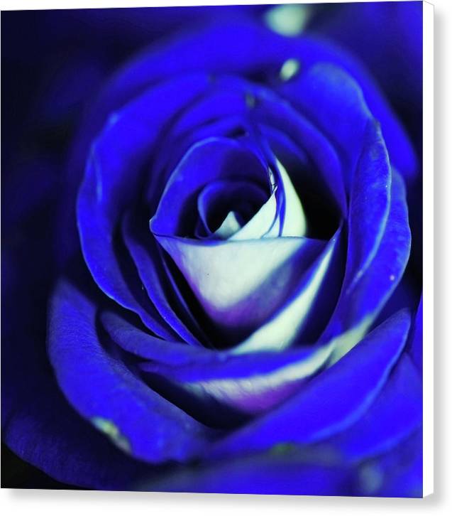 Blue Rose - Canvas Print