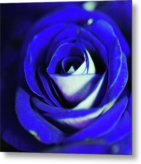 Blue Rose - Metal Print