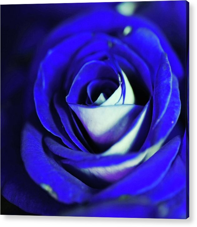 Blue Rose - Acrylic Print