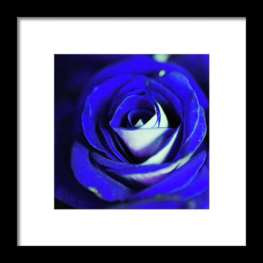 Blue Rose - Framed Print