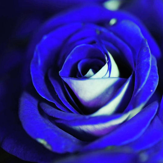 Blue Rose - Art Print