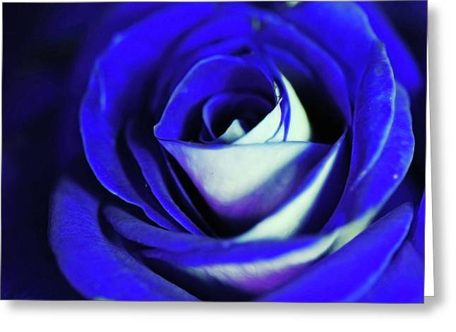 Blue Rose - Greeting Card