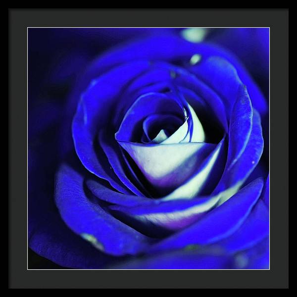 Blue Rose - Framed Print