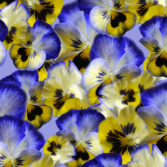 Blue and Yellow Pansies Collage Digital Image Download