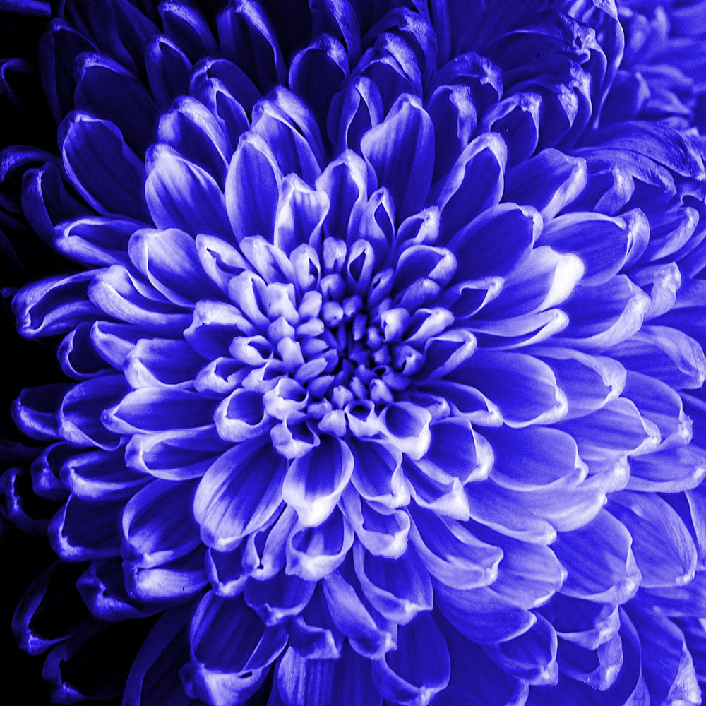 Blue Chrysanthemum