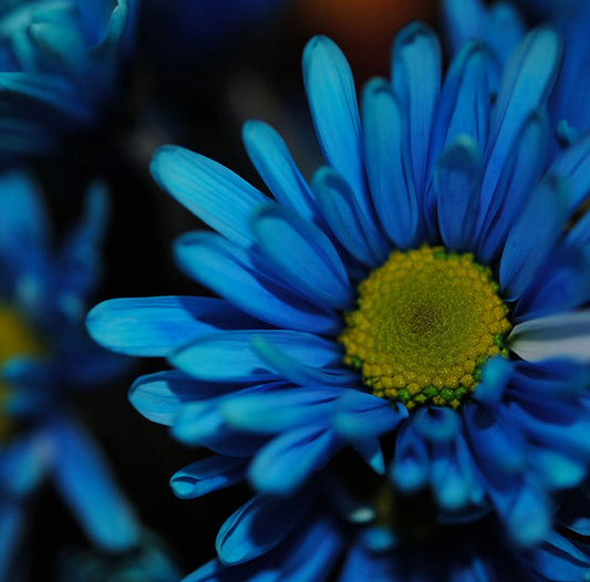 Blue Daisy Digital Image Download