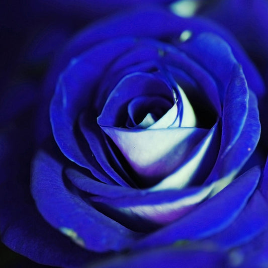 Blue Rose Digital Image Download