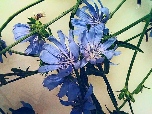 Blue Wildflowers Digital Image Download