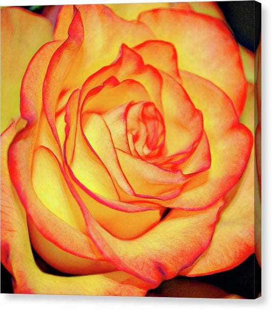 Bright Orange Rose - Canvas Print