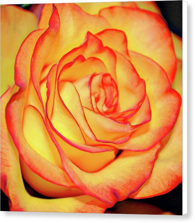 Bright Orange Rose - Canvas Print