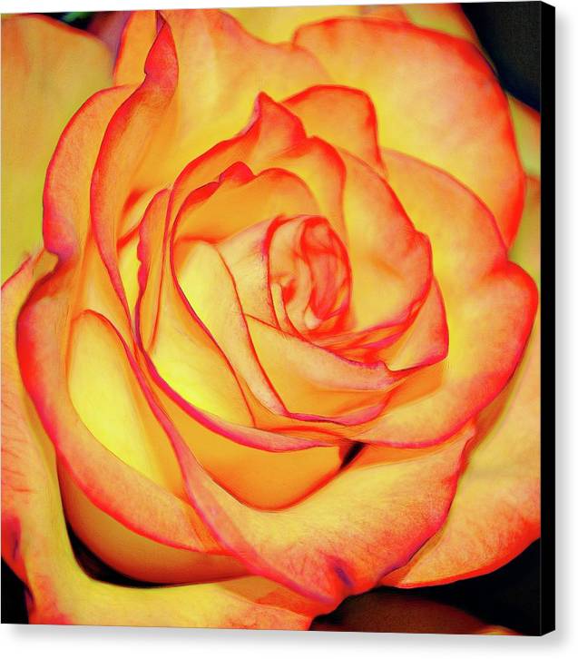 Bright Orange Rose - Canvas Print