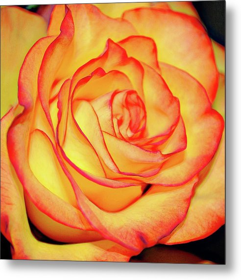 Bright Orange Rose - Metal Print