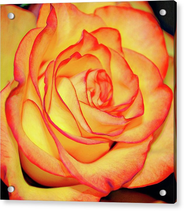 Bright Orange Rose - Acrylic Print