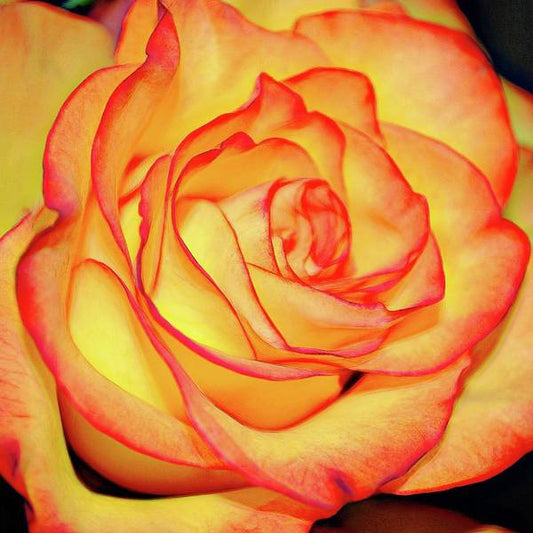 Bright Orange Rose - Art Print