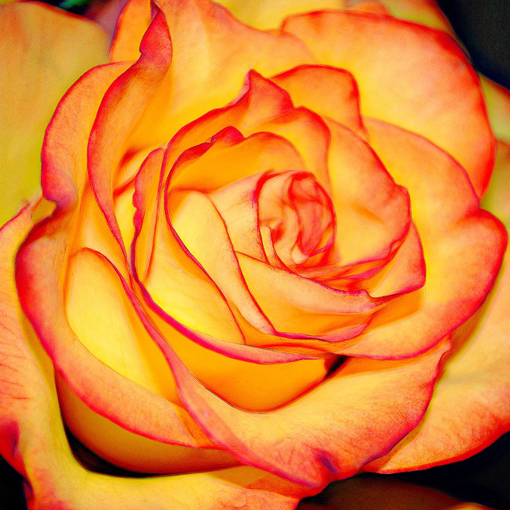 Bright Orange Rose Digital Image Download