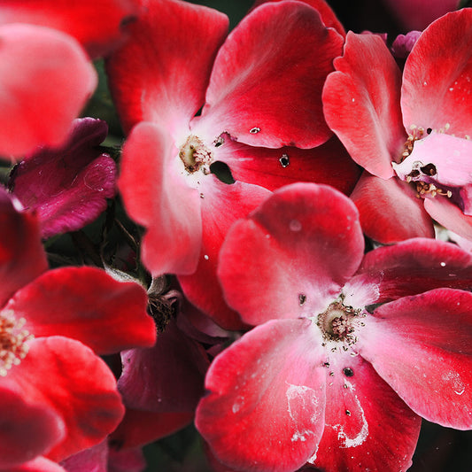 Bright Red Flowers Digital Image Download