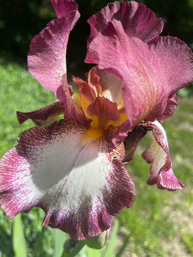 Burgundy iris Digital Image Download