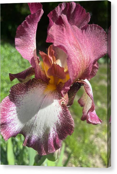 Burgundy iris - Canvas Print