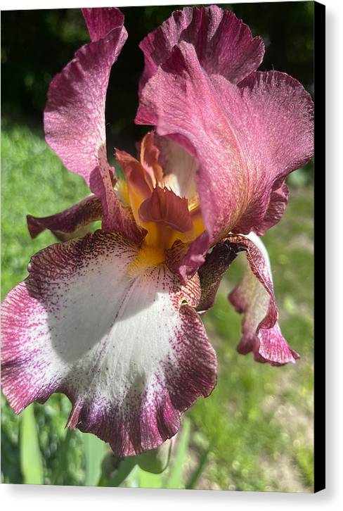 Burgundy iris - Canvas Print