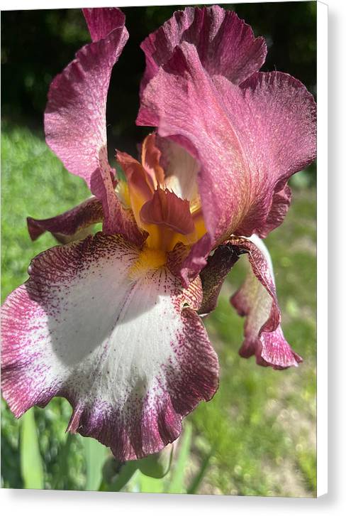 Burgundy iris - Canvas Print