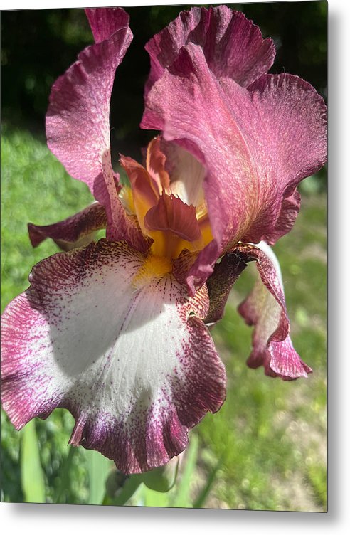 Burgundy iris - Metal Print