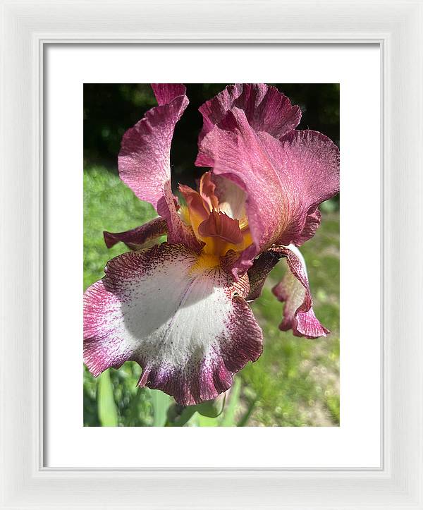 Burgundy iris - Framed Print