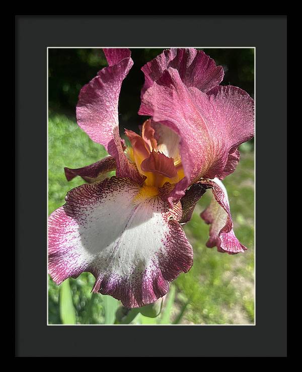 Burgundy iris - Framed Print