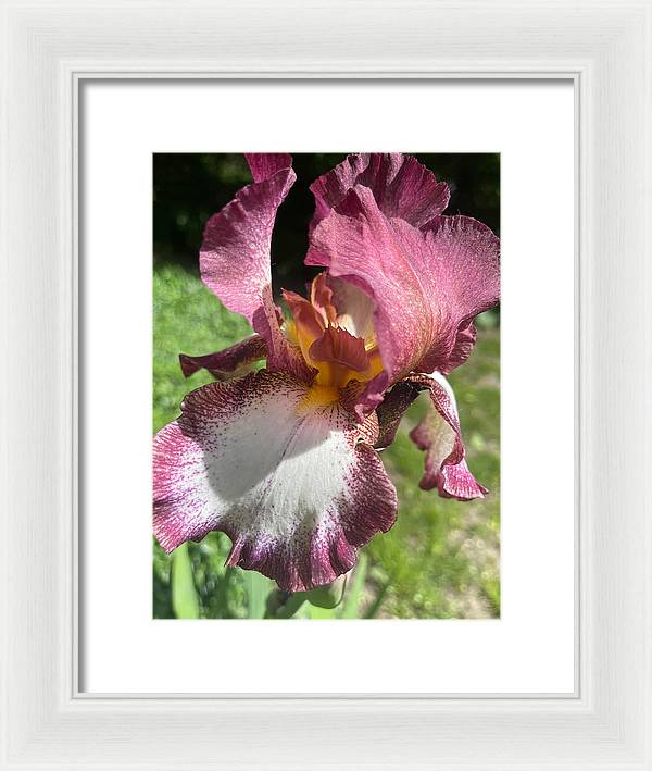 Burgundy iris - Framed Print