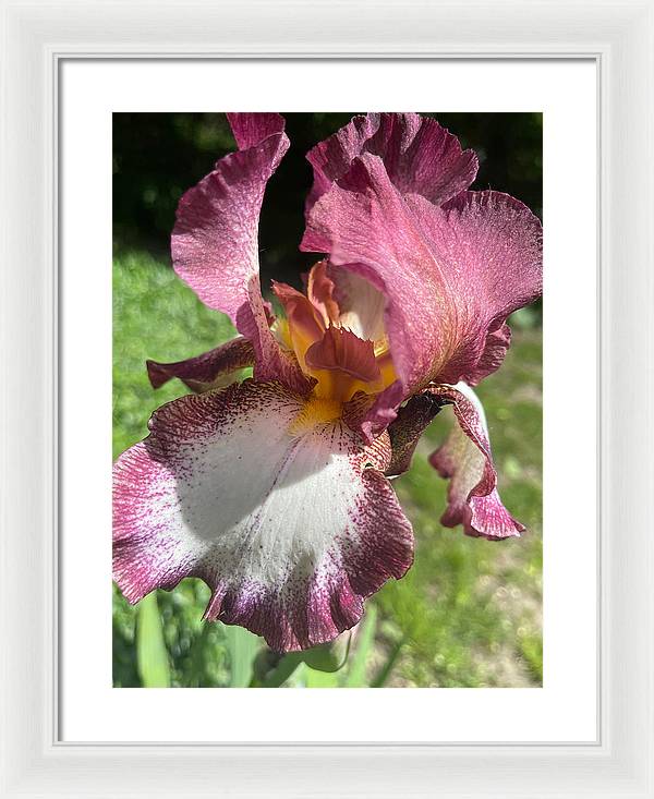 Burgundy iris - Framed Print