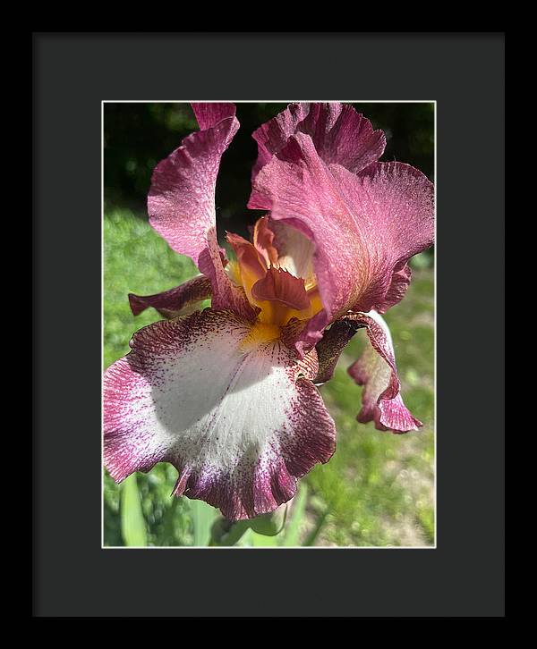 Burgundy iris - Framed Print