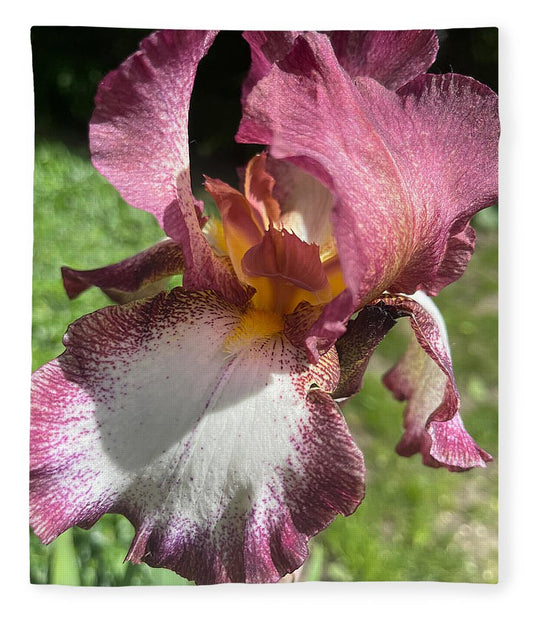 Burgundy iris - Blanket
