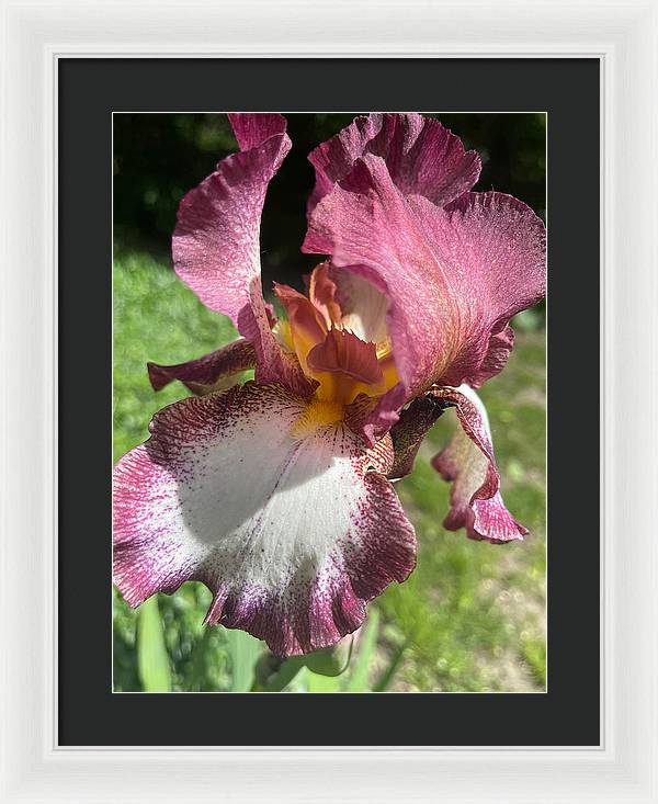 Burgundy iris - Framed Print