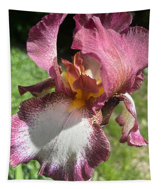 Burgundy iris - Tapestry