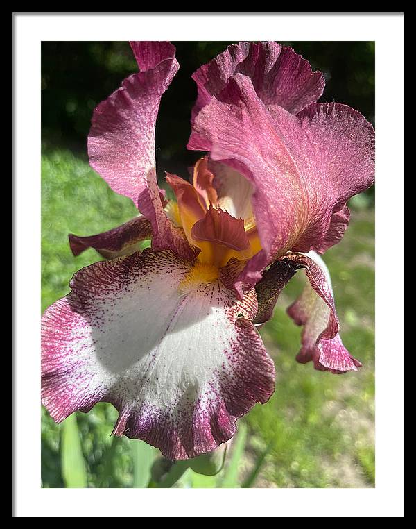 Burgundy iris - Framed Print