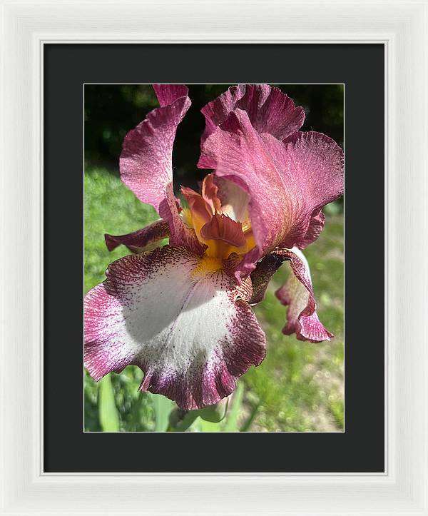 Burgundy iris - Framed Print