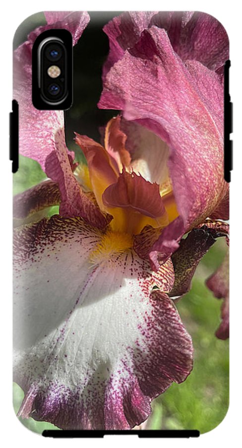 Burgundy iris - Phone Case