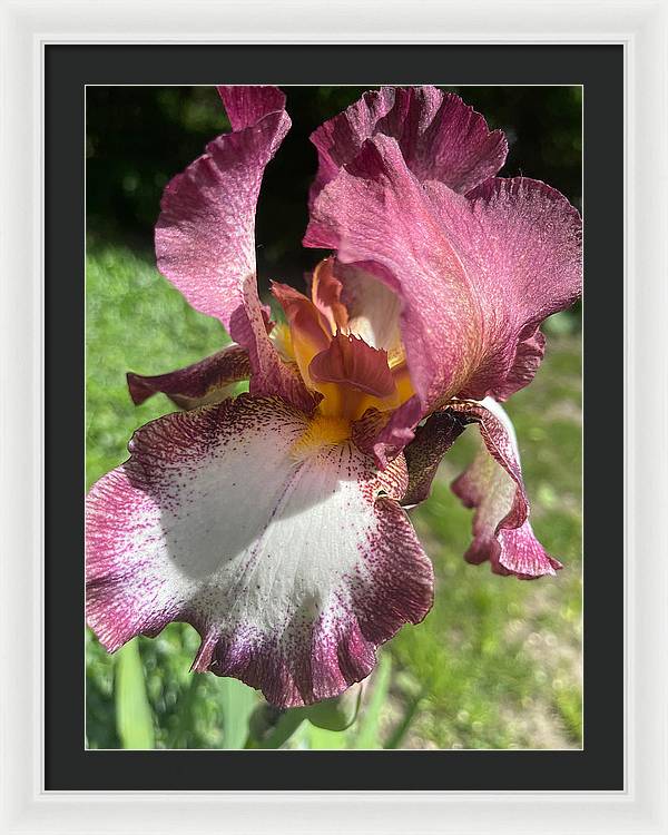 Burgundy iris - Framed Print