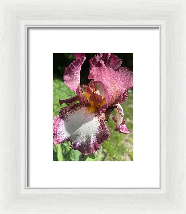 Burgundy iris - Framed Print