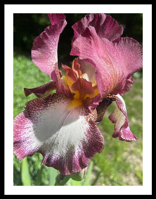 Burgundy iris - Framed Print