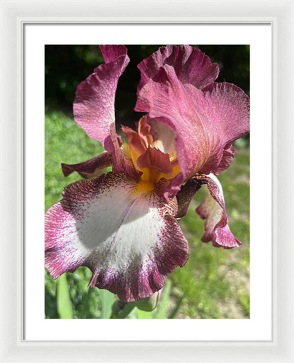 Burgundy iris - Framed Print