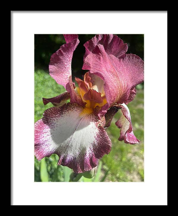 Burgundy iris - Framed Print