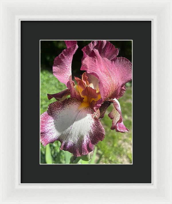 Burgundy iris - Framed Print