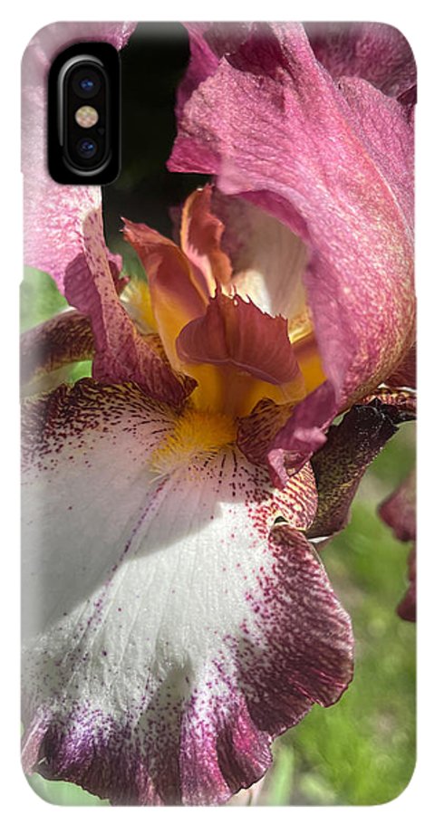 Burgundy iris - Phone Case