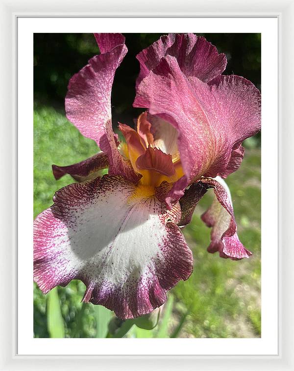 Burgundy iris - Framed Print