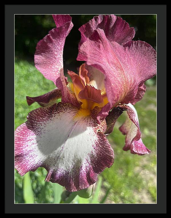 Burgundy iris - Framed Print