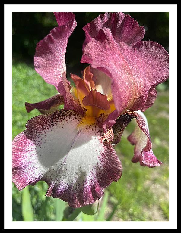 Burgundy iris - Framed Print