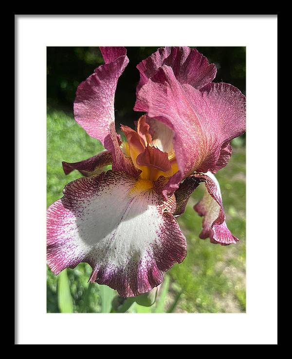 Burgundy iris - Framed Print