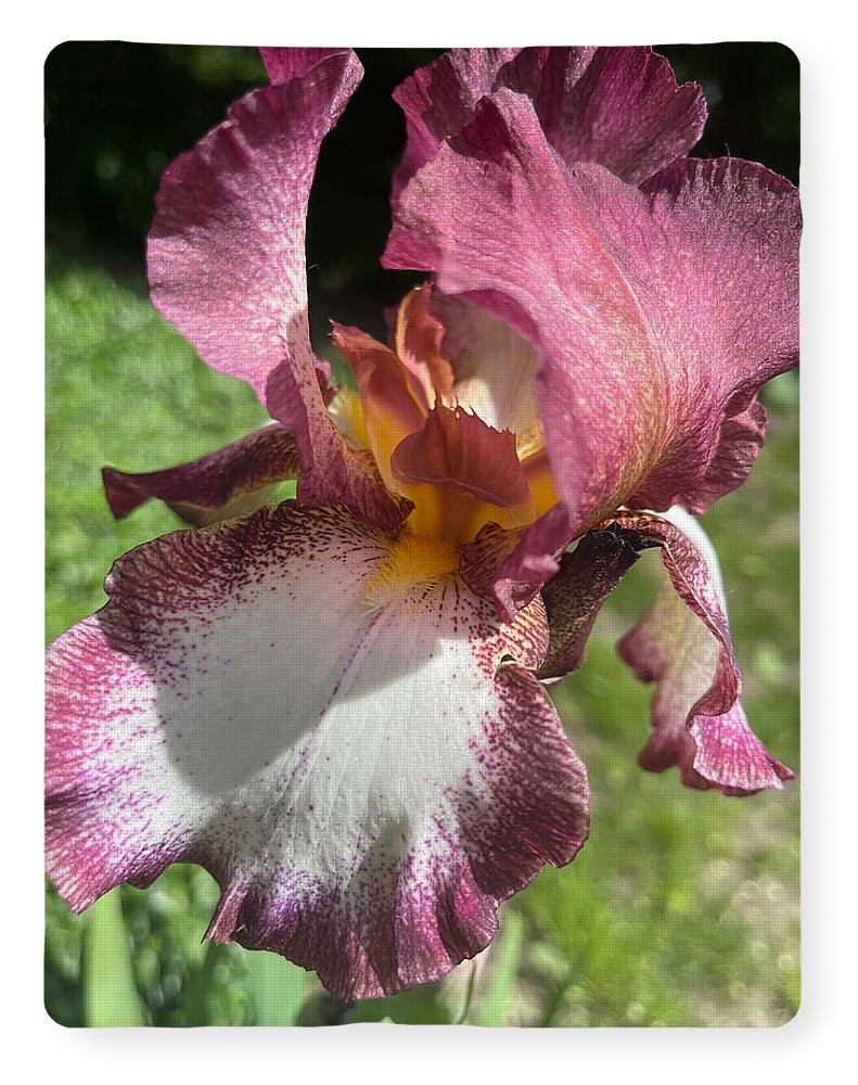 Burgundy iris - Blanket