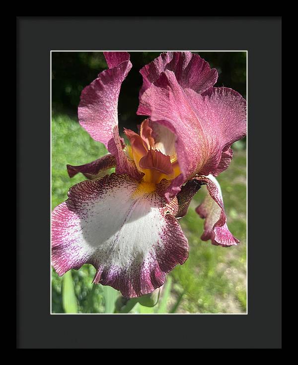 Burgundy iris - Framed Print