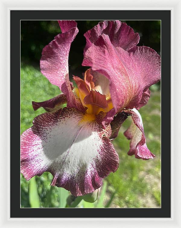 Burgundy iris - Framed Print